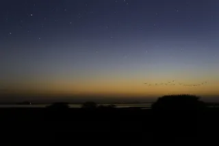 蓝天下飞鸟的剪影