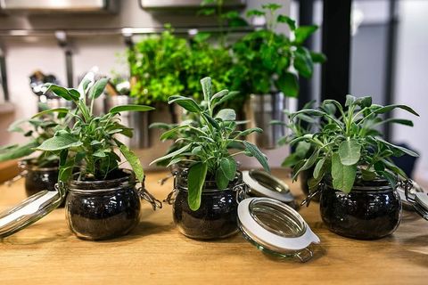 桌子上玻璃瓶里的绿色植物