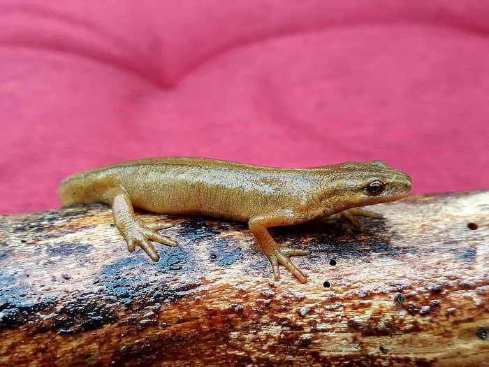 蝾螈、池塘猪、两栖动物、蝾螈、水猪、原木、动物主题、一种动物