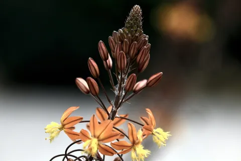 花, 灯泡, 南部非洲, 土着, 植物, 开花植物, 厂, 脆弱