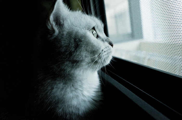 猫，猫mia，凝胶评论，宠物，侧脸，一只动物，家养，动物