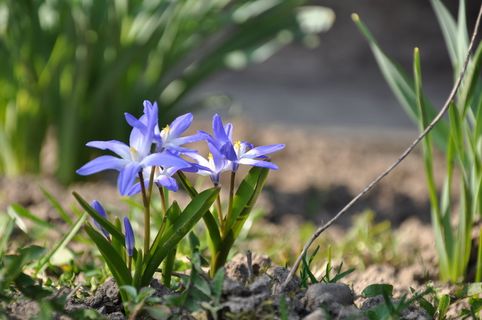 拉多卡，春天，花，自然，植物，花头，花瓣，夏天