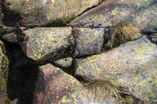 岩石、植物、碎石、墙壁、小路、走道、树叶、树木