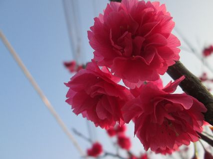 樱花,八年,春天,花,开花植物,新鲜度,植物,脆弱性 樱花,八年,春天,花,开花植物,新鲜度,植物,脆弱性