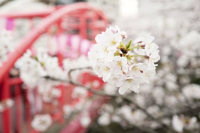 白色，花瓣花朵，选择性，摄影，花朵，花瓣，花朵，花园