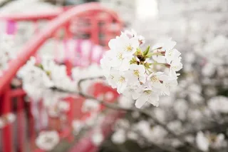 白色，花瓣花朵，选择性，摄影，花朵，花瓣，花朵，花园