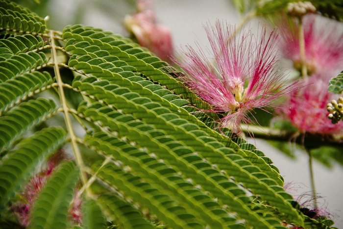 粉色，花朵，粉色花朵，轻柔，特写，红色，盛开，绿色