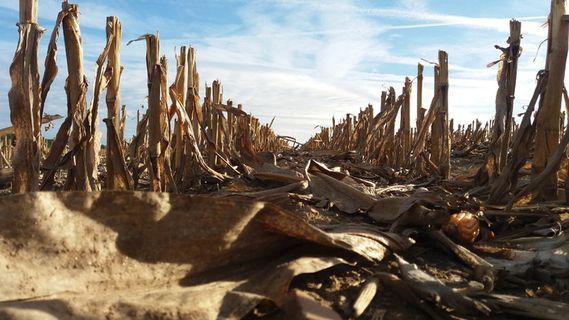 躯干、田地、玉米、天空、云天、土地、自然、植物