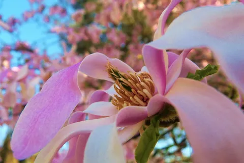 花, 厂, 开花植物, 脆弱, 新鲜, 漏洞, 花瓣, 发展 花, 厂, 开花植物, 脆弱, 新鲜, 漏洞, 花瓣, 发展