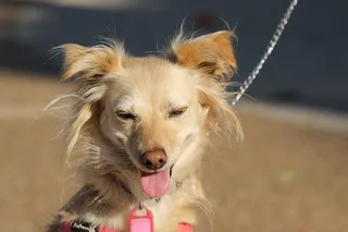 动物，狗，棕色，搞笑，肖像，一只动物，哺乳动物，动物主题