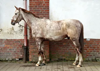 动物，哺乳动物，农场，自然，农村，农业，摊位，草