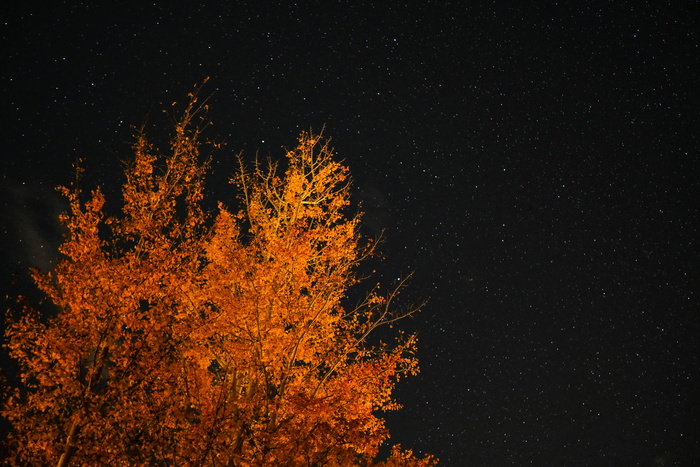 星空下的橘叶树