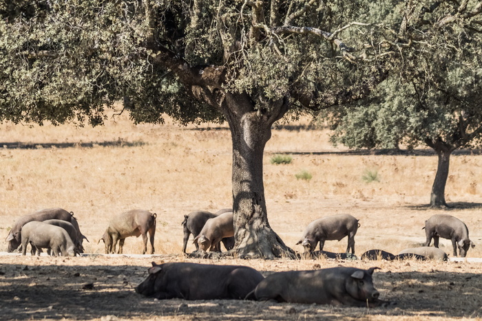 西班牙、extremadura、encina trees、iberian pig、iberian jam、cerdo iberico、jamón iberico、pata negra