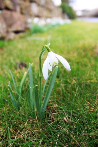 绽放, 开花, 详细信息, 植物区系, 芽, 花的, 花, 花