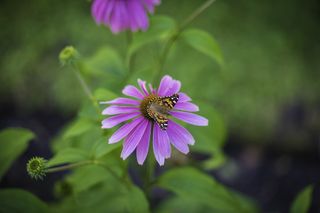 蝴蝶，紫色，球果，花，开花植物，脆弱，脆弱，新鲜