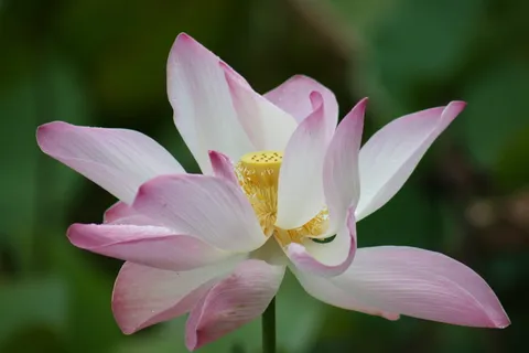 塔希提岛,花园,水,开花植物,花,花瓣,脆弱,脆弱 塔希提岛,花园,水,开花植物,花,花瓣,脆弱,脆弱