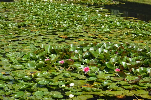 池塘,水,自然,青蛙,水生植物,开花,开花,芽 池塘,水,自然,青蛙,水生植物,开花,开花,芽