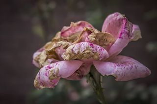 墨西哥，莫雷利亚，爱，花，生，死，粉红，植物