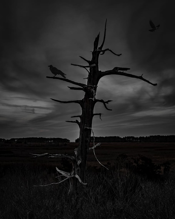 植物，树，动物，鸟，树干，自然，户外，地面