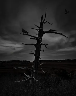 植物，树，动物，鸟，树干，自然，户外，地面