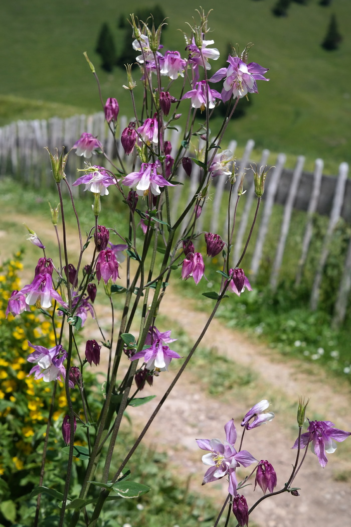 columbine、flower、bloom、bloom、white pink、pink purple、aquilegia、hahnenfußgewächs