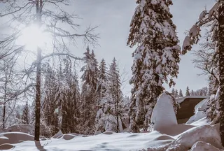 森林，冬天，雪，寒冷，风景秀丽，冬天，冷杉，多雪