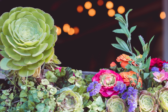 种类繁多，肉质植物排列，选择性聚焦摄影，五颜六色，花瓣，花朵，自然，花园，户外