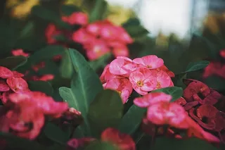 花，美丽的花，绿色，自然，植物学，开花植物，自然之美，脆弱性