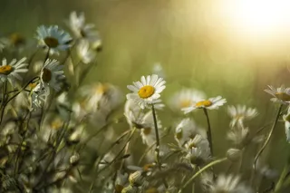 牛眼菊花, 夏季, 甘菊, 热, 假期, 7 月, 草甸, 比尔