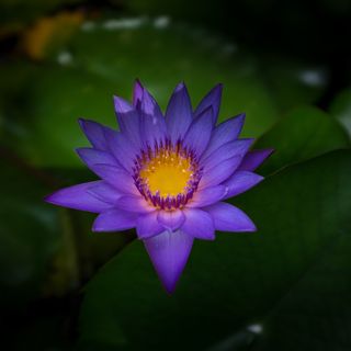 紫色花瓣花朵，花朵，开花植物，新鲜度，花瓣，脆弱性，植物，自然之美