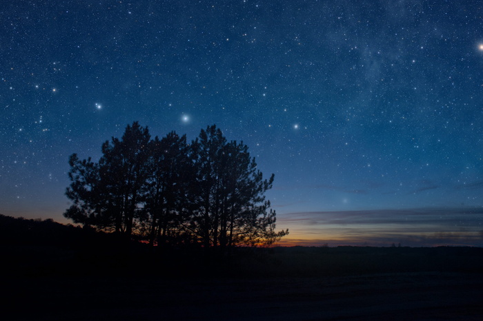 夜，黑暗，剪影，树，占星术，天文学，户外，风景