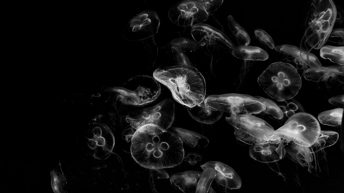 水母群，动物，海洋生物，无脊椎动物，水母，水，水生，贝壳