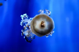 水下, 海, 动物主题, 蓝色, 海洋, 海上生活, 野生动物, 水