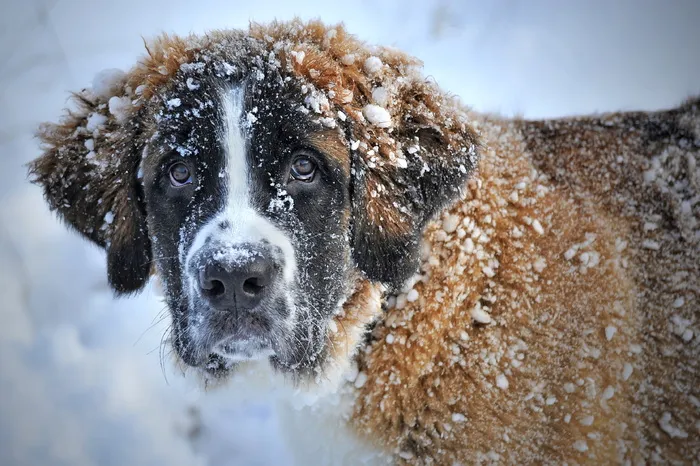 成年棕白色圣伯纳，有盖，雪，雪地里的狗，雪地狗，圣伯纳狗，狗，冬天