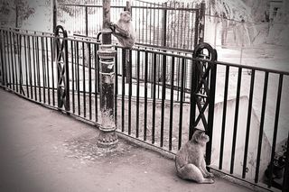 直布罗陀，夏天，猿，动物，日常生活，自然，生活，休息