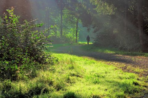 自然，阳光，阳光，光束，太阳，森林，树木，树木