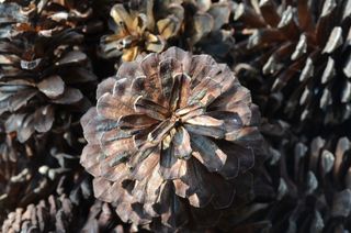 自然, 桌面, 特写, 干, 模式, 户外活动, 锥体, 木材