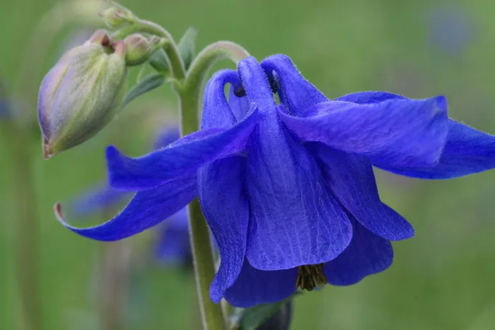 选择性，聚焦照片，蓝色，columbine flowers，columbine，flowers，mountain，flower