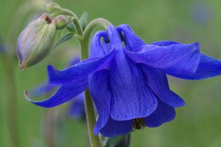 选择性，聚焦照片，蓝色，columbine flowers，columbine，flowers，mountain，flower