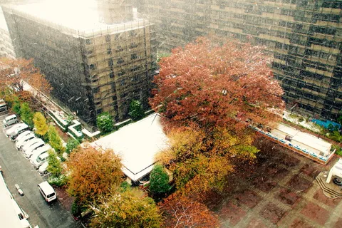 日本，佐木原慎太郎，秋天，雪，十一月，秋天，冬天