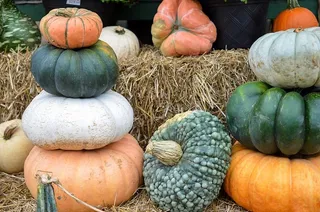 美国，皇家橡树，南瓜地，南瓜农场，绿色南瓜，橙色南瓜，白色南瓜，秋天的颜色