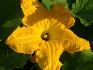 花，西葫芦，菜园，蜜蜂，开花植物，脆弱，脆弱，花瓣