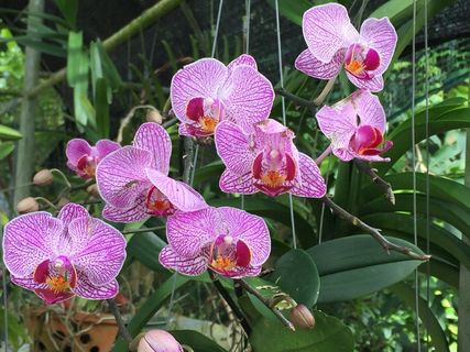 滚动、户外、扇贝、植物、开花植物、花、生长、自然美