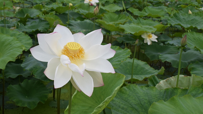 荷花，池塘，乡村，安静，纯净，荷花，池塘，睡莲，大自然