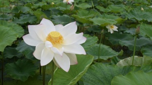 荷花，池塘，乡村，安静，纯净，荷花，池塘，睡莲，大自然
