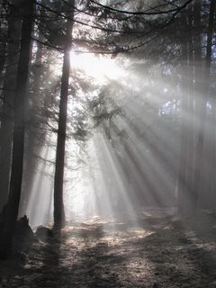 光、光线、太阳、自然、景观、天空、树木、森林