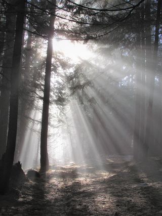 光、光线、太阳、自然、景观、天空、树木、森林