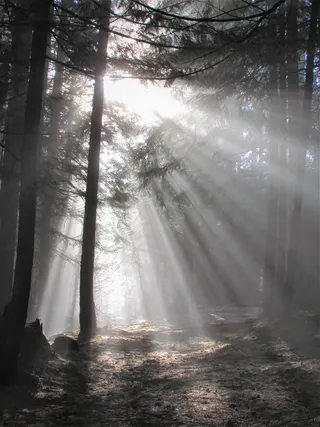 光、光线、太阳、自然、景观、天空、树木、森林