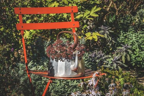 花园，印象，花卉，植物，装饰，心情，秋天，大气