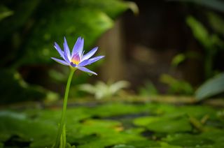 紫色，睡莲花选择性聚焦照片，莲花，绿色，自然，花，植物，开花